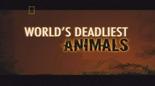 国家地理：世界致命动物系列